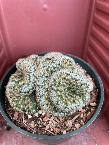 Mammillaria elongata cristata - mammillaria,