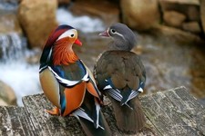 Mandarin Duck THE Ultimate Package (Not hatching eggs) RHODE ISLAND HATCHERY