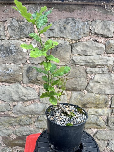 Oak bonsai starter tree - ,