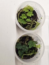 x2  Oak Leaf Creeping Fig