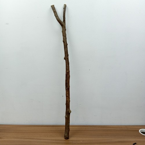 Blackthorn shank walking - blackthorn, stick