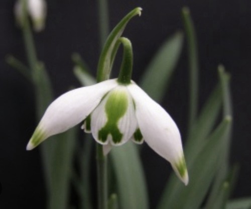 Galanthus franz josef x1 - galanthus,