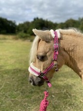 MINI SHETLAND HEADCOLLAR SHETLAND PONY FLUFFY STRIPED EQUESTRIAN *FREE POSTAGE*
