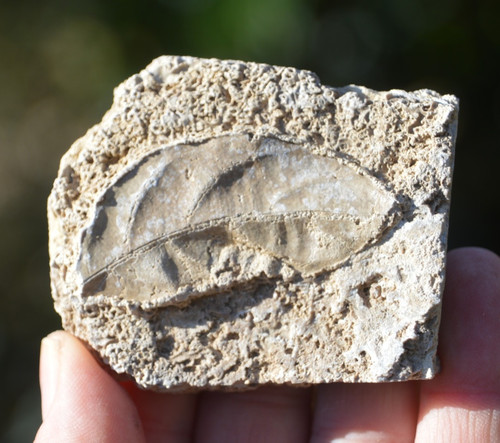 Amazing rare fossil - #22,