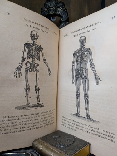 1850 popular anatomy - anatomy, &