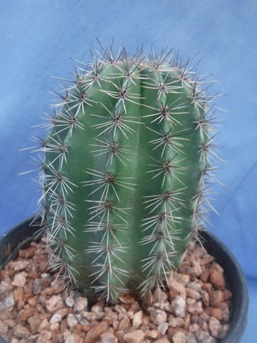 Saguaro cactus nice spines - saguaro,