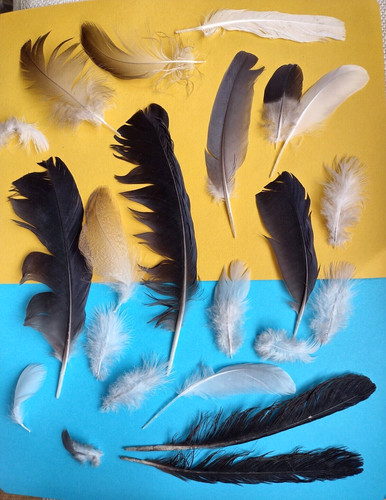 Natural feathers x23 free - natural,