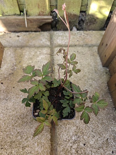 Clematis alpina blue flower - blue,