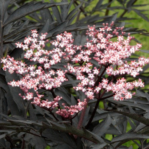 Sambucus black tower - black,