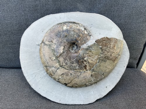 Large tragophylloceras green - large,