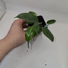 Ficus Benjamina Mini Tree –