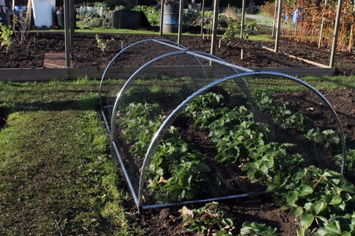 Garden hoop tunnel - hoop,