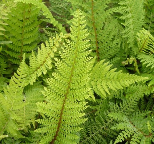 Fern collection 5 mixed - -,