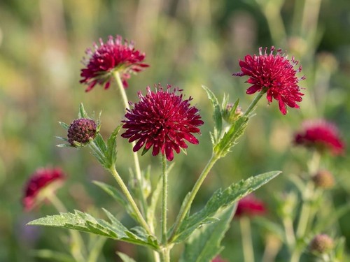 Knautia macedonica macedonian - knautia,