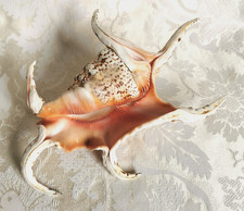 CHIRAGRA, SPIDER CONCH