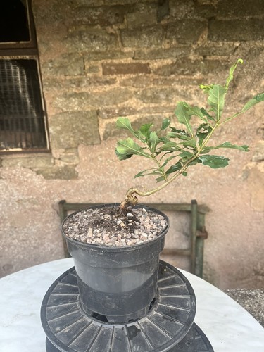 Oak bonsai starter tree - ,