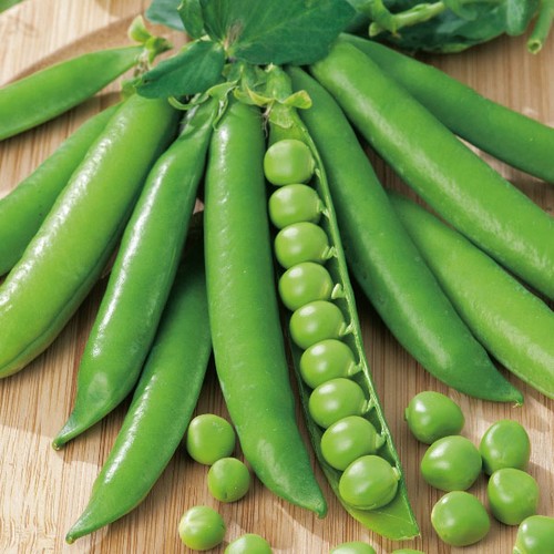 Pea onward plug - pea,