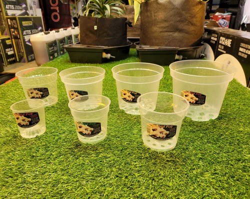 Orchid pots growth - orchid,