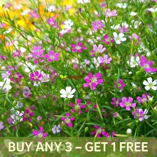 Baby breath mix 2000 - breath,
