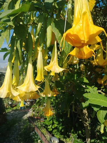 Brugmansia charles grimaldi - brugmansia, "charles