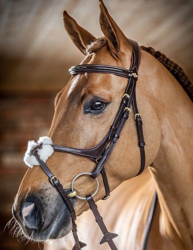 Lemieux kudos grackle bridle - lemieux,