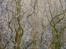 10 x willow cuttings. Salix