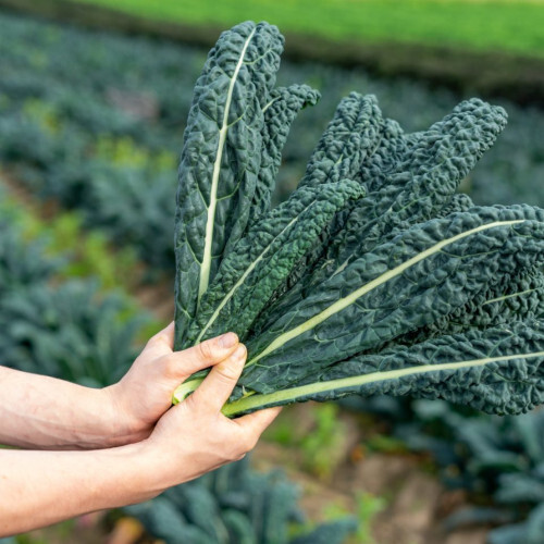Cavolo nero plug plants - plug, "grow