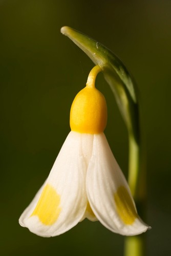 Galanthus golden fleece - galanthus,
