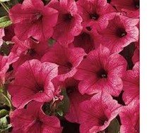 3   X   SURFINIA  TRAILING