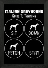 Italian Greyhound Guide To