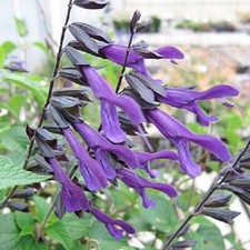 Salvia â€˜Amistad'