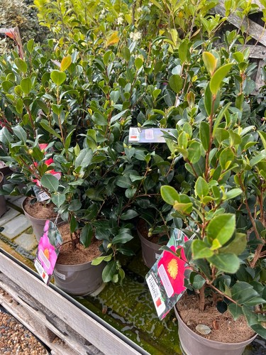 Camellia sasanqua mixed - camellia, –