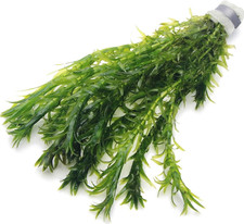 10 ELODEA DENSA Oxygenating