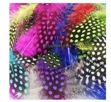 MIXED Colours Fluffy Guinea