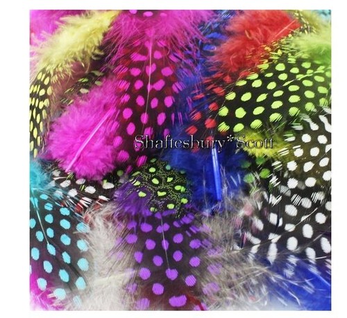 Mixed colours fluffy guinea - colours,