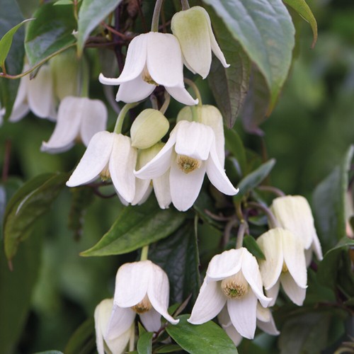 Clematis climbing plant winter - plant,