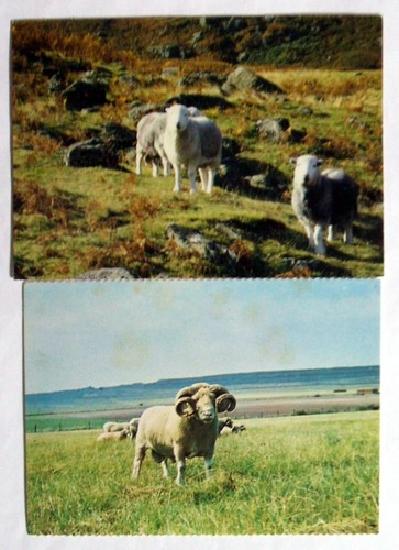 Postcards sheep dorset - (2),