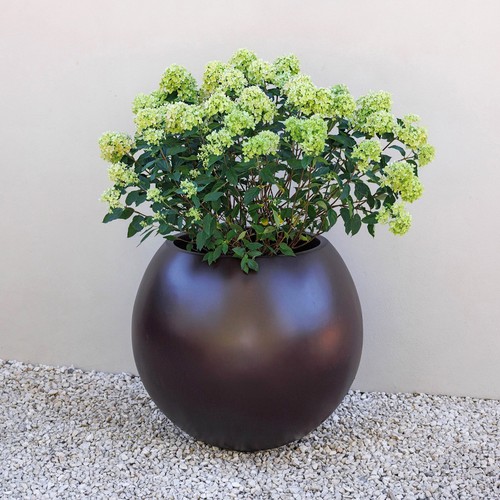 Primrose volterra outdoor - volterra,