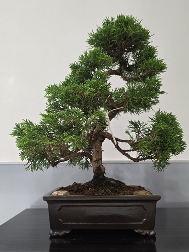 Bonsai tree itoigawa juniper