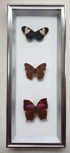 Butterflies vintage framed - butterflies,