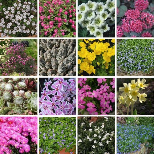 Nurseryman choice alpine mix - nurseryman's,