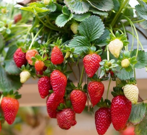 Strawberry fresca seeds - strawberry,