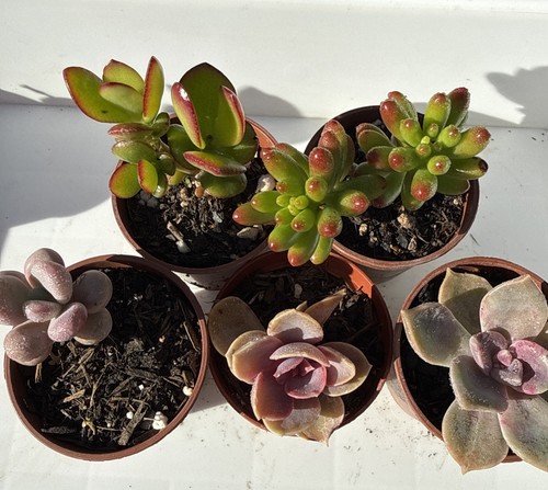 Mixed succulent plants - succulent, in