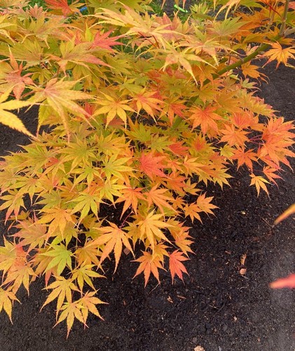 Acer palmatum hachijo - acer, ki-hachijo