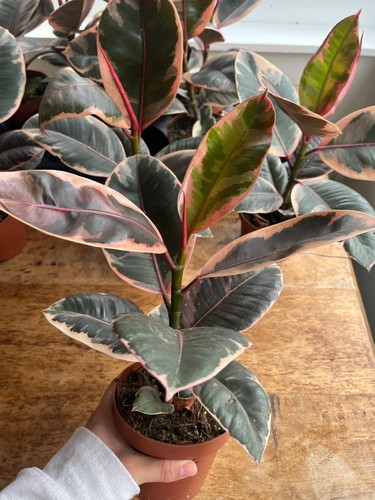 Rubber plant ficus elastica - rubber,
