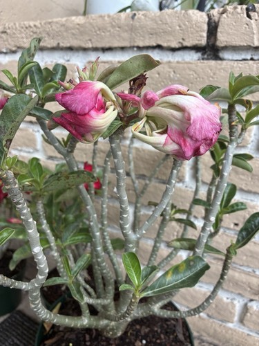 Double petal desert rose - double, live