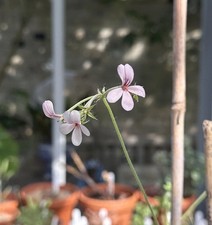 Pelargonium qinquelobatum, 5 Seeds, Species, 2025 Harvest