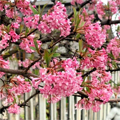 Viburnum bodnantense dawn - dawn,