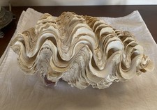 Large Top & Bottom Clam Shell 3lbs 13oz