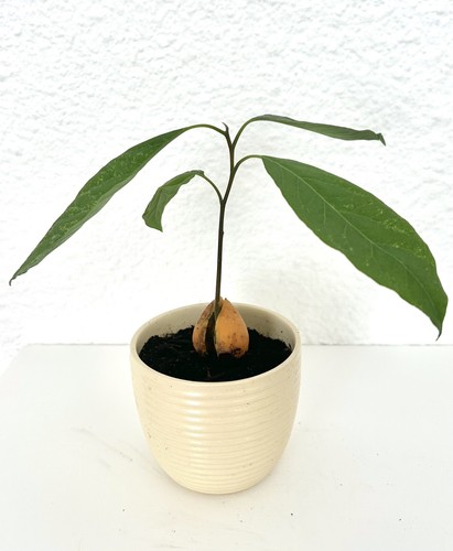 Organic hass avocado - organic,